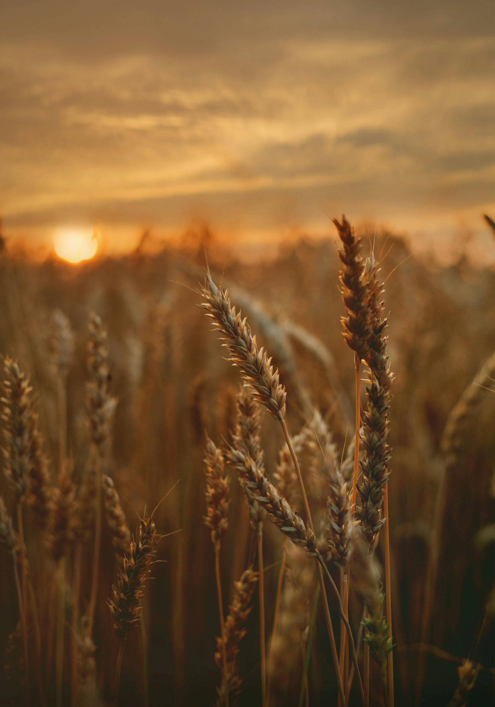 Crops